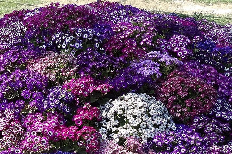 Cineraria (65 photos): types et soins