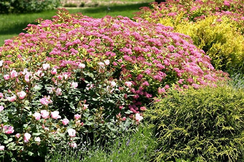 Nhật Bản Spirea (90 ảnh): các loại và chăm sóc