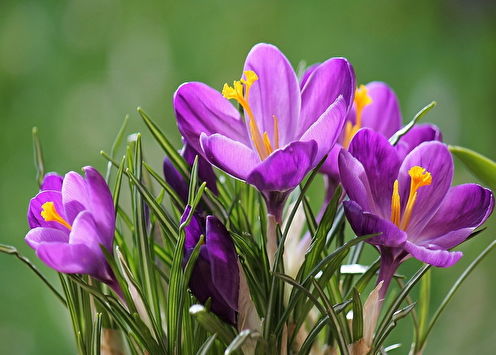 Crocuses (nghệ tây): 90 hình ảnh, loại và chăm sóc