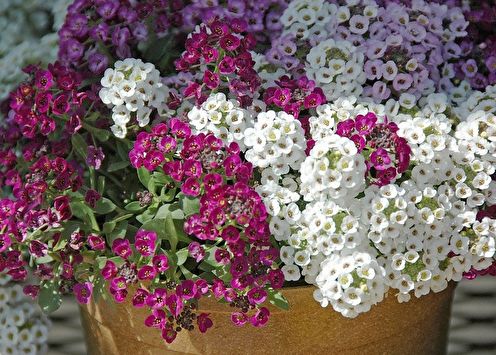 Alyssum (85 fotos): tipos y cuidados