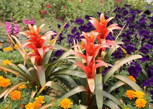 Guzmania (85 صورة): الأنواع والرعاية