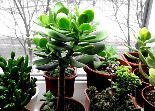 Geldboom (Crassula): 90 foto's