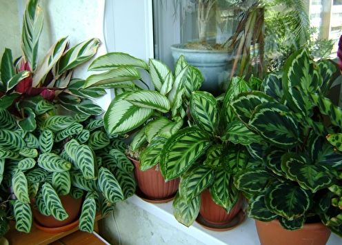 Maranta (70 fotos): tipos y cuidados