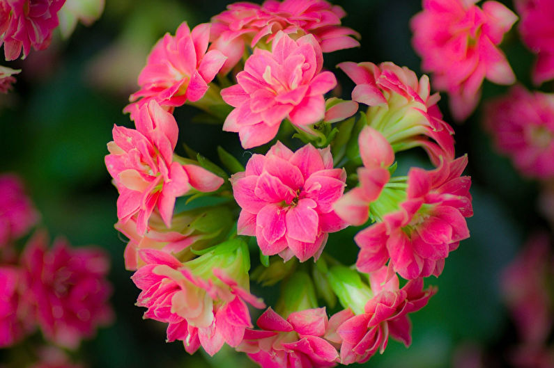 Đặc điểm của Kalanchoe