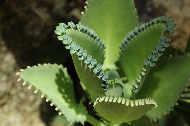 Značajke Kalanchoe