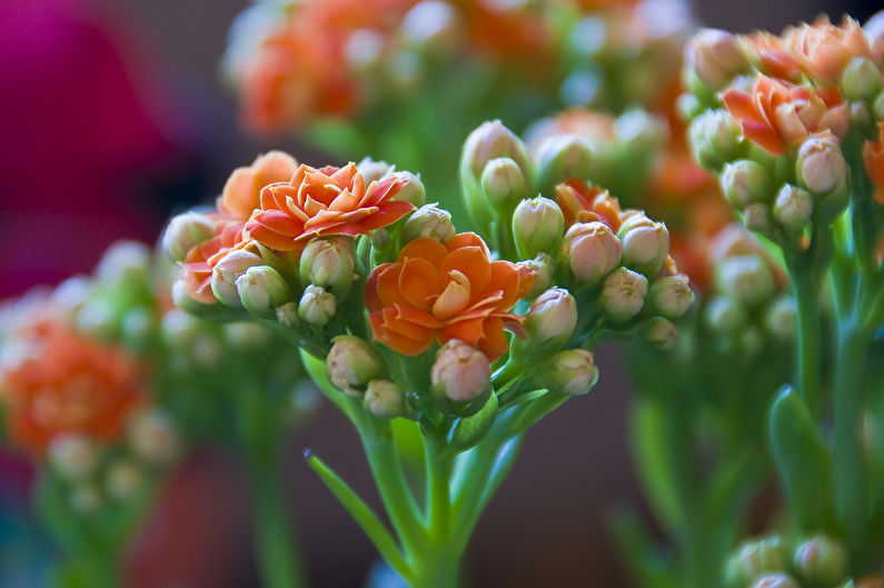 Caractéristiques de Kalanchoe