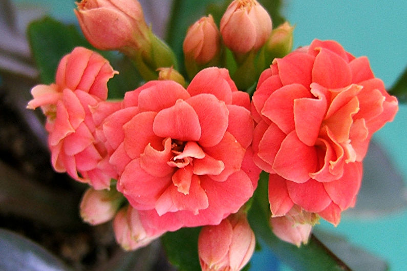 Kalanchoe Blossfeld