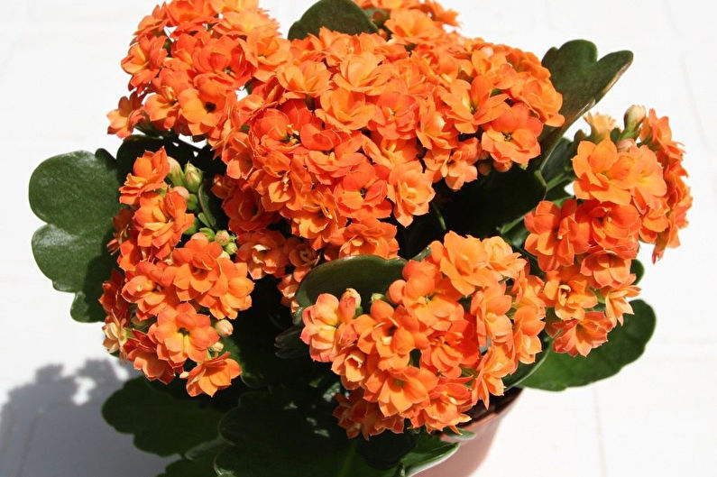 Kalanchoe Blossfeld