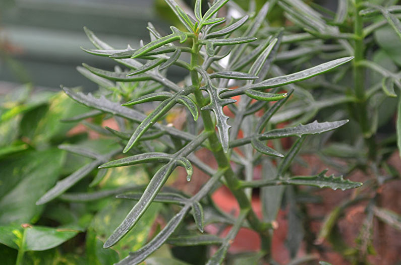 Kalanchoe Benta