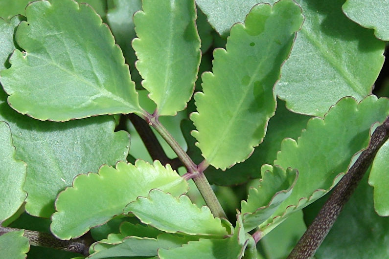 Kalanchoe spánok