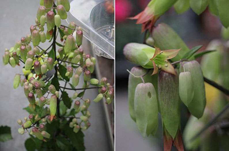 Kalanchoe pinnate