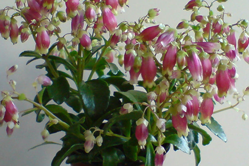 Mangana Kalanchoe