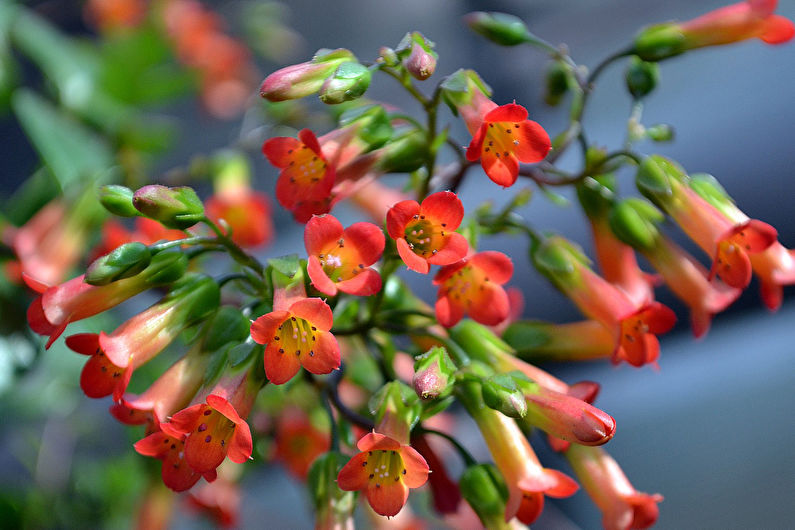 Kalanchoe Mangin