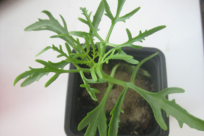 Kalanchoe boncolva (gerinc)