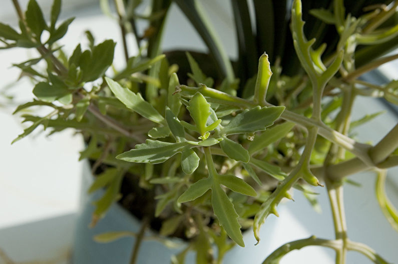 Kalanchoe ontleed (gelobd)