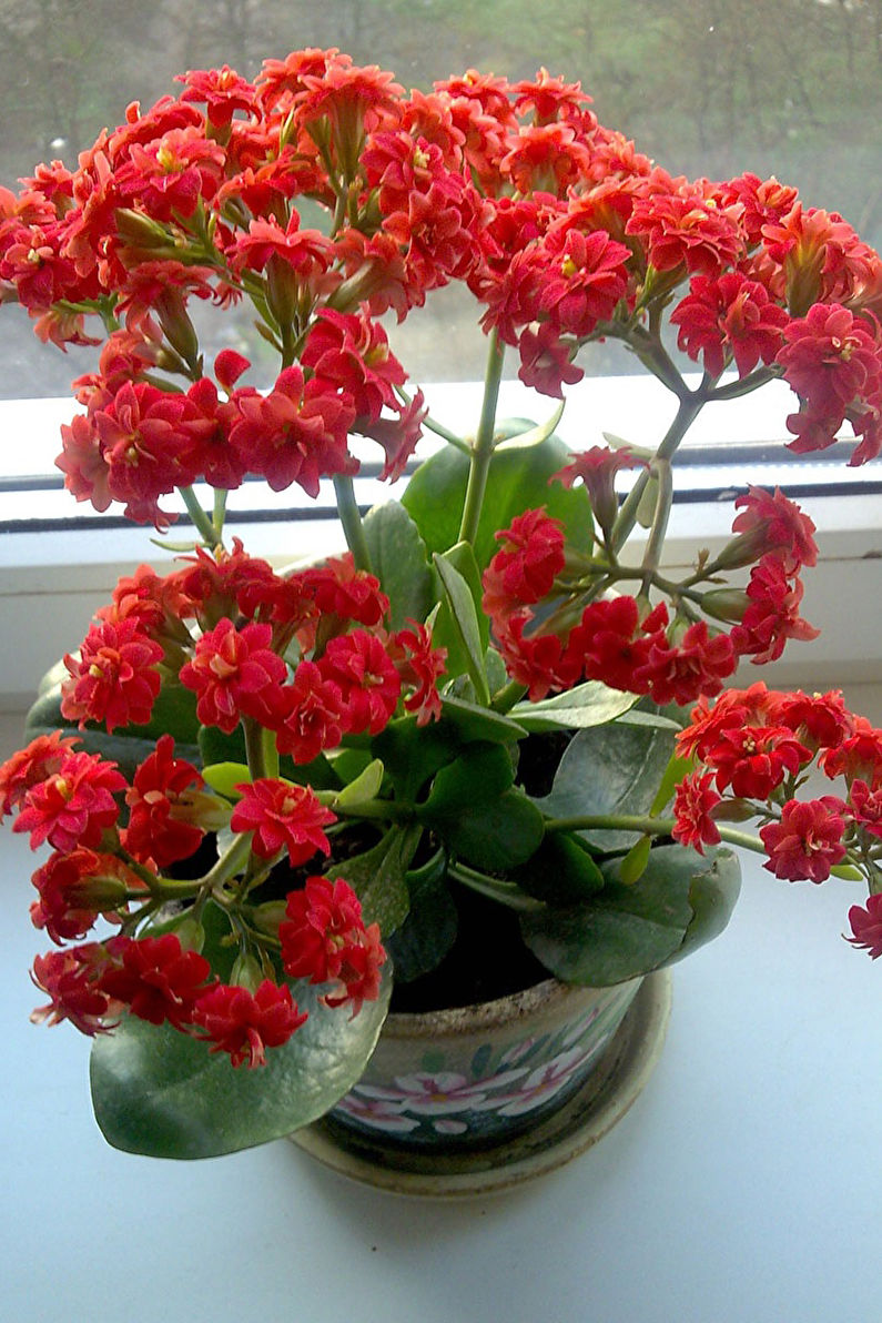 Kalanchoe fyrig