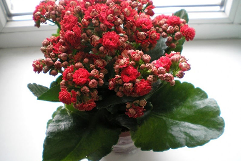 Kalanchoe mit Panikblüte