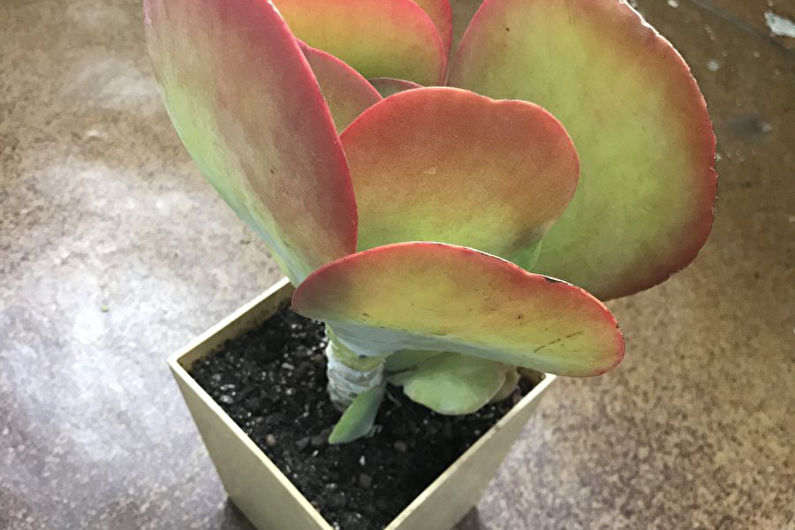 Kalanchoe a fiore di panico