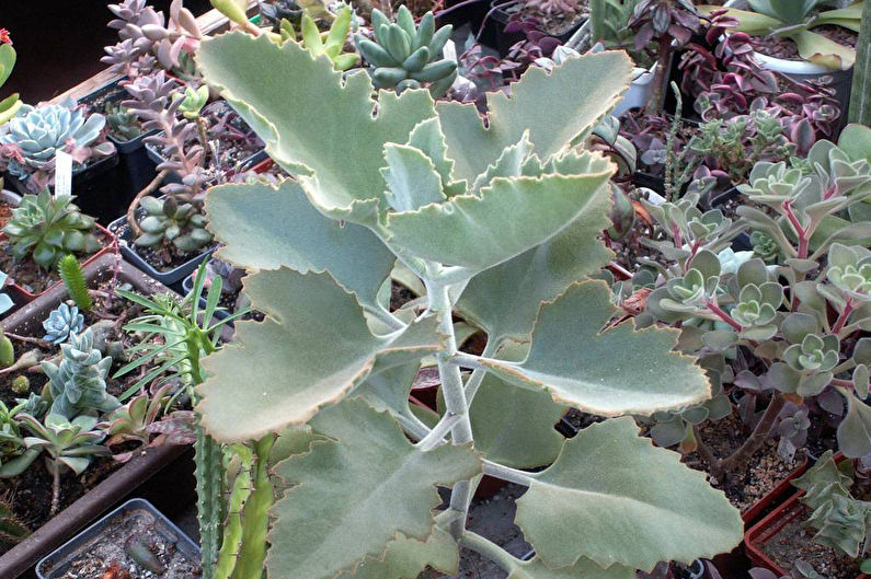 Kalanchoe Behar