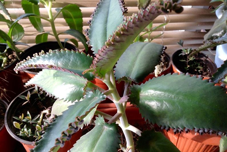 Les propietats curatives de Kalanchoe