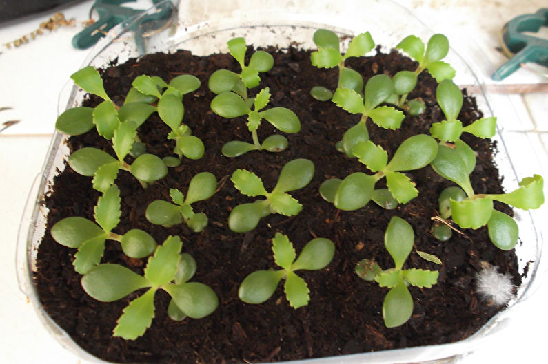 Hvordan plante Kalanchoe