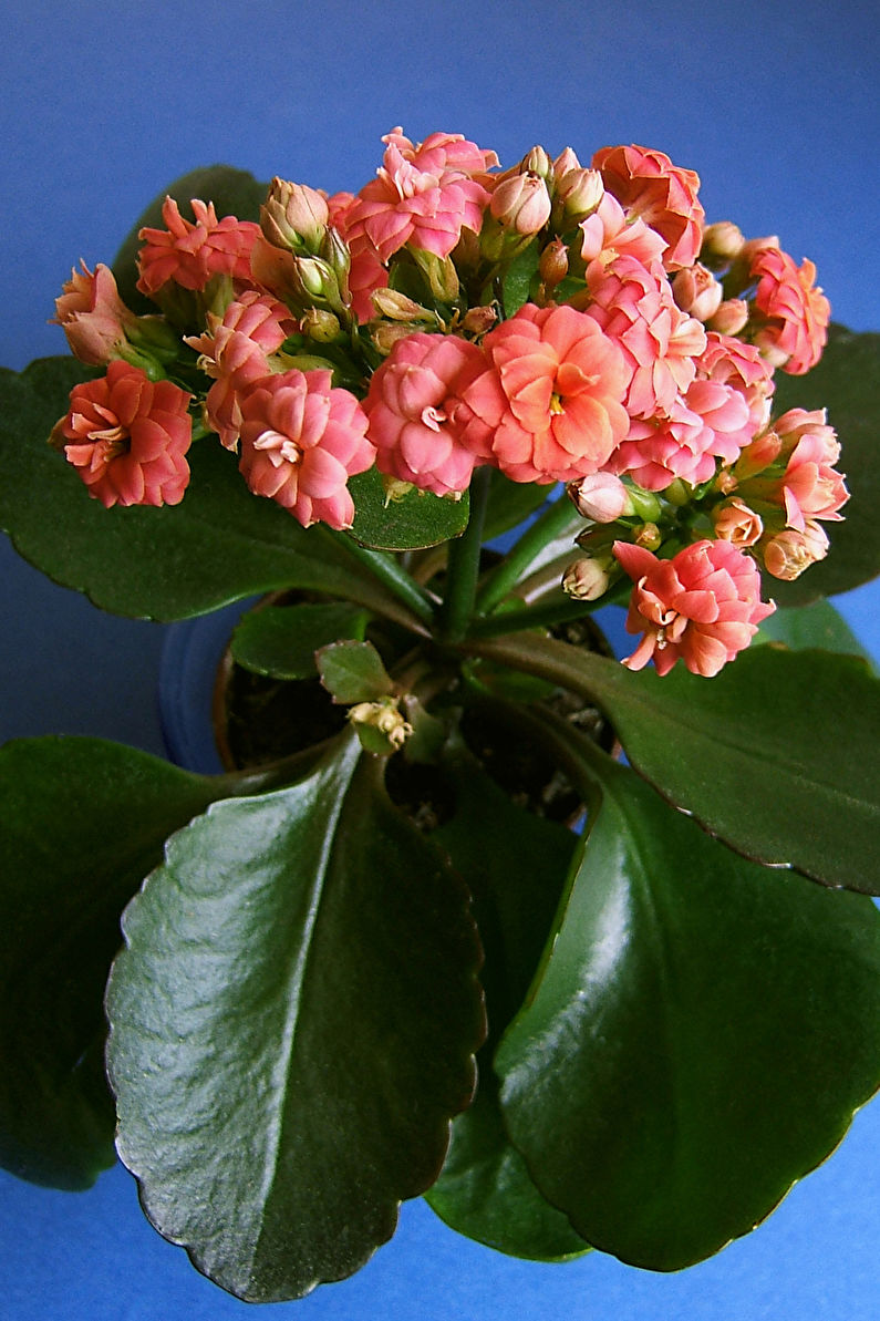 Como plantar Kalanchoe