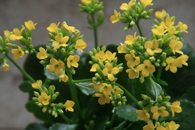 Kalanchoe Care hjemme - temperatur