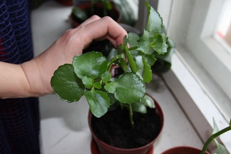 Hjemmesykepleie Kalanchoe - Beskjæring