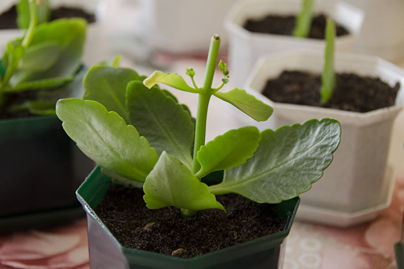 Kalanchoe Care at Home - Pruning