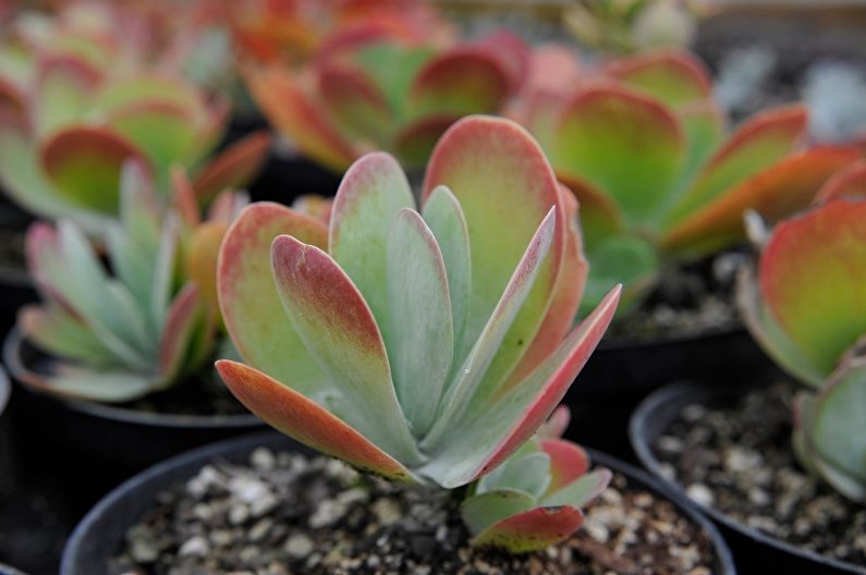 Chăm sóc Kalanchoe tại nhà - Cấy ghép