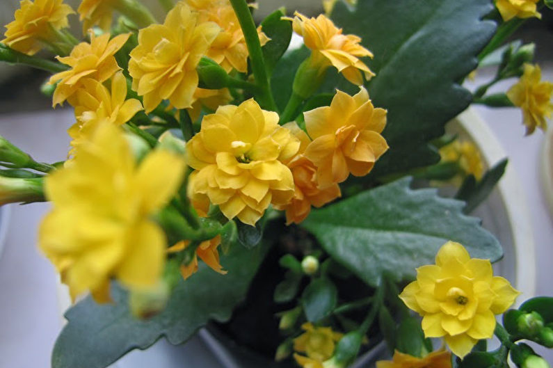 Kalanchoe Care at Home - Transplantation