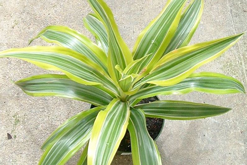 „Dracaena deremskaya“