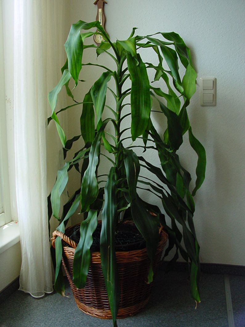 Güzel kokulu Dracaena