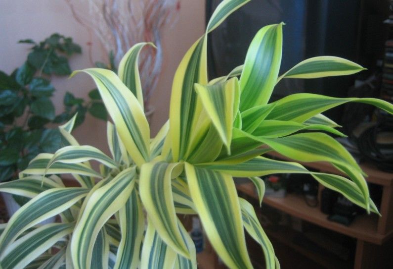 Dracaena courbé