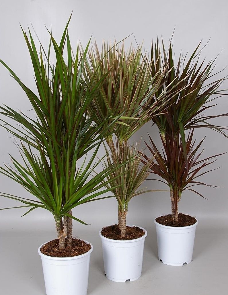 Dracaena Marginata