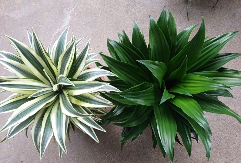 Dracaena Janet Craig