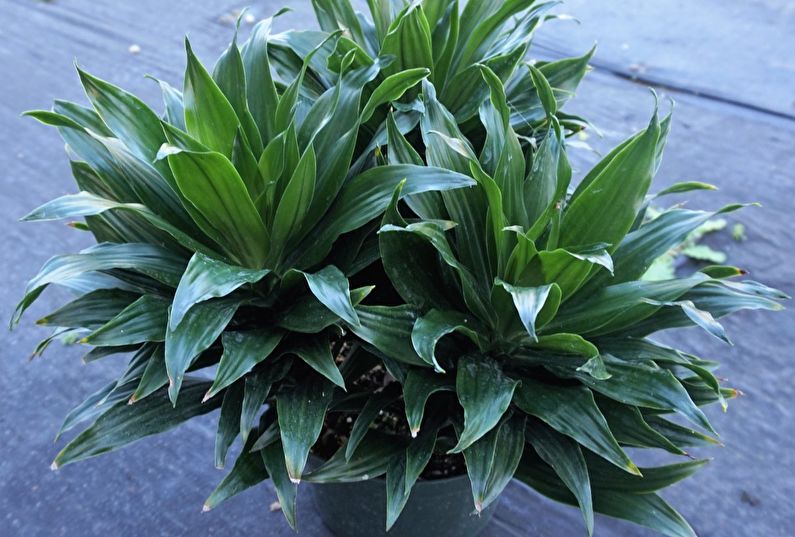 Dracaena Janet Craig