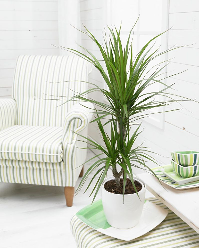 Dracaena Care - Temperatuur