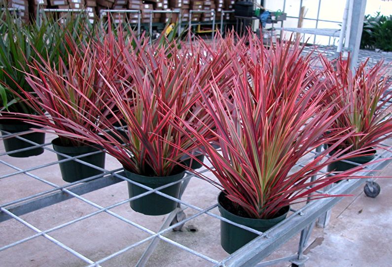 Dracaena Care - Φωτισμός