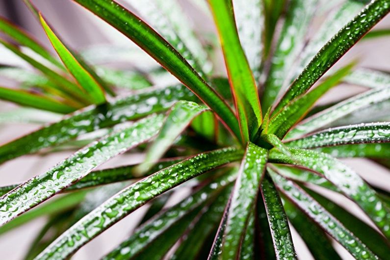 Dracaena Care - Water geven