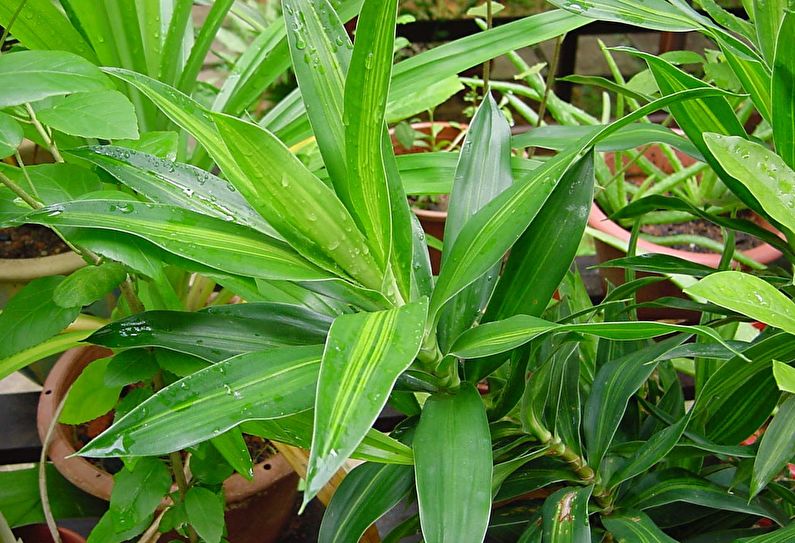 Dracaena Bakımı - Sulama