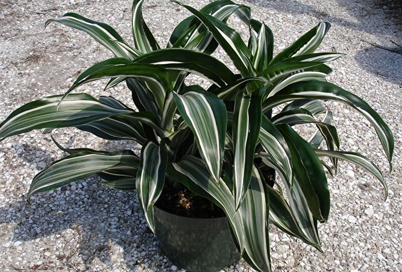 Wie man Dracaena transplantiert