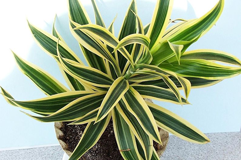 Dracaena nakli nasıl yapılır