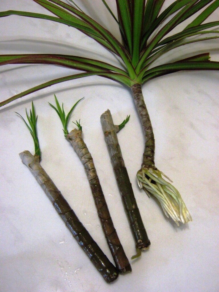 Propagación Dracaena