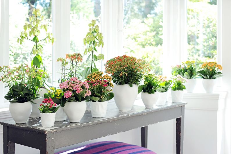 Kalanchoe (50 ảnh): chăm sóc tại nhà