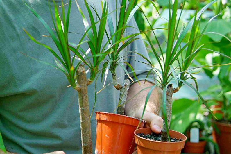 Dracaena (30 foto): assistenza domiciliare