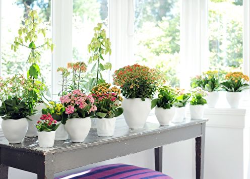 Kalanchoe (50 ảnh): chăm sóc tại nhà