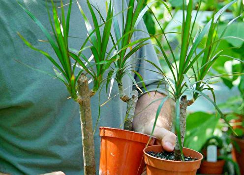 Dracaena (30 fotos): cuidado en el hogar