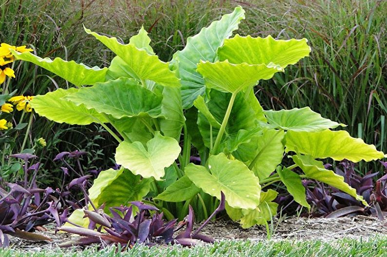 Rot alocasia