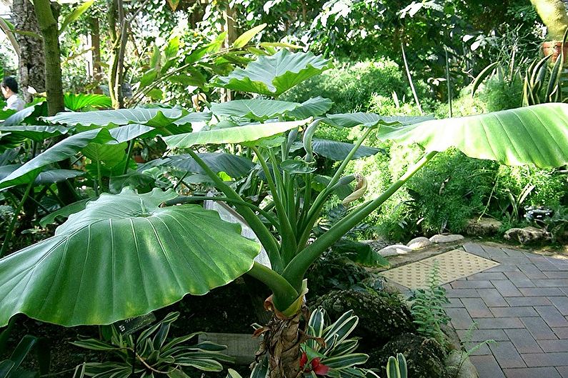 Geurige alocasia